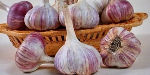 Gnojiva za sadnju bijelog luka u jesen